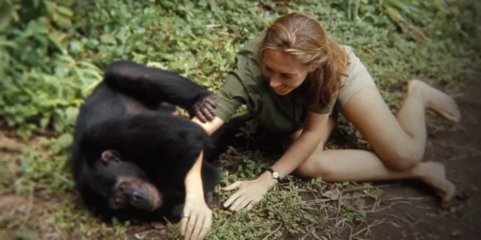 Zoologist and anthropologist Jane Goodall has passed away at the age of 91.